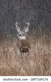 Large eight point whitetail buck in a field.