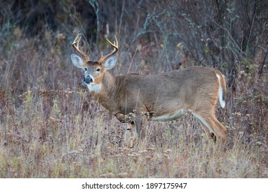Large eight point whitetail deer buck in a field.