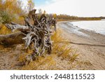 A large and elaborate piece of driftwood sits close to the lake at Cherry Creek State Park in Colorado with trees, grasses and sage colored vegetation lining the strip of beach in the Fall Season.