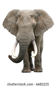 A large elephant bull with enormous tusks isolated on white background