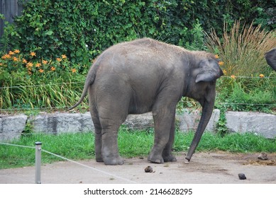 Large Elephant In Captivity With String Enclosure