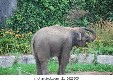 Large Elephant In Captivity With String Enclosure