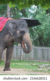 Large Elephant In Captivity With String Enclosure