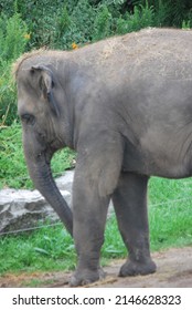 Large Elephant In Captivity With String Enclosure