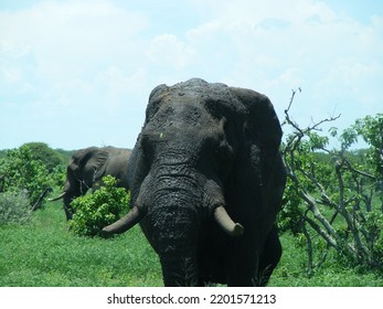 Large Elephant Covered In Mud