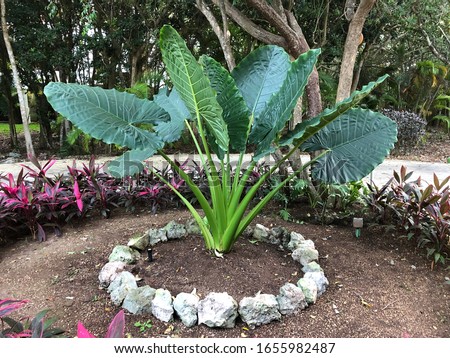 A large Elephant Ear plant growing in a flower garden in Mexico, surrounded by a ring of stones, palm trees, and Cordyline plants with purple pink foliage in a tropical setting.