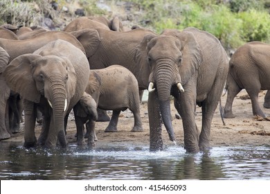 Large elephant herd stand and drink at the edge of a water hole