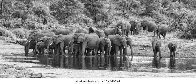 Large elephant herd stand and drink at the edge of a water hole