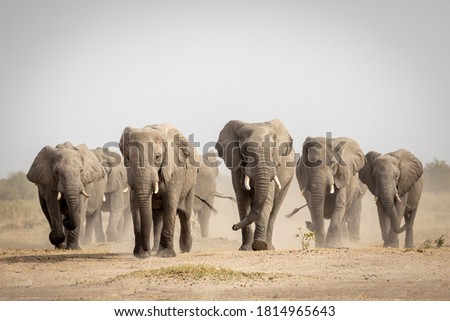 Large elephant herd walking in dust in Savuti in Botswana