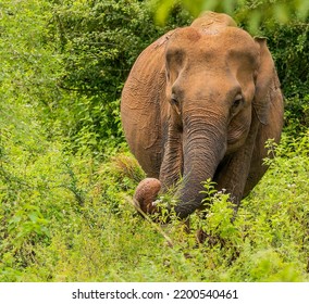 Large Elephant Holding Long Grass In Its Trunk