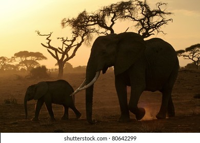 Large elephant matriarch and her calf walking across the dusty savanna plain - Powered by Shutterstock