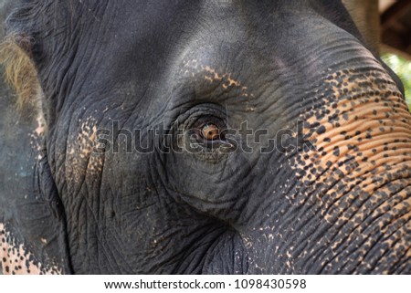 Similar – proboscidean Elephant Old