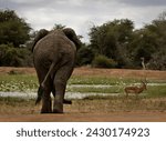 Large Elephant walking away, toward a dam in the Kruger National Park