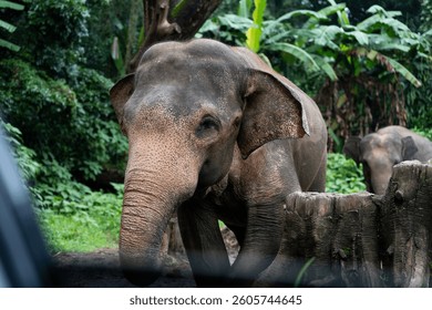A large elephant with a wrinkled face and wrinkled skin. The elephant is standing in a grassy area with trees in the background