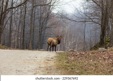 Large Elk