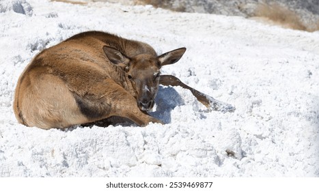 A large elk resting on a snowy field - Powered by Shutterstock