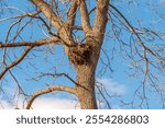 Large empty bird or squirrel nest in bare trees in fall in De Pere, Wisconsin