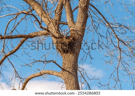 Large empty bird or squirrel nest in bare trees in fall in De Pere, Wisconsin