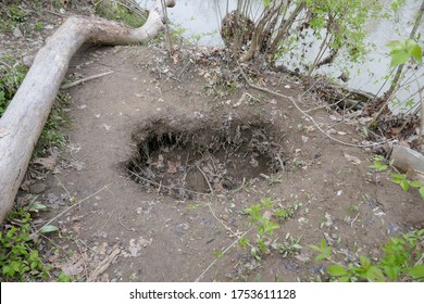 Large Empty Hole In Ground In The Woods