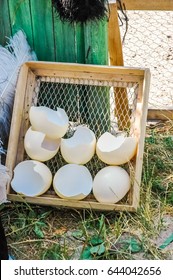 Large Empty Ostrich Eggs Lie On The Ground.