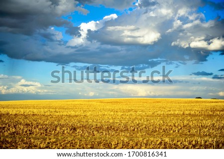  Large empty paddock with slight hill, bright yellow wheat stubble, after harvest scene in rural Western Australia.
 Wide shot of a harvested farmers wheat paddock.