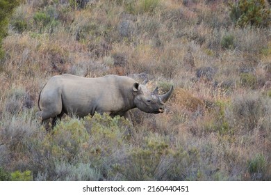 Large endangered black rhino standing alone in the arid karoo bush, South Africa