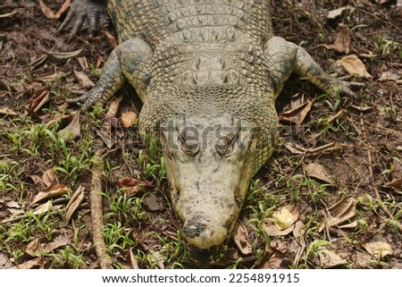A large estuarine crocodile on the edge of a pond at the Semarang Zoo is silent and sunbathing.