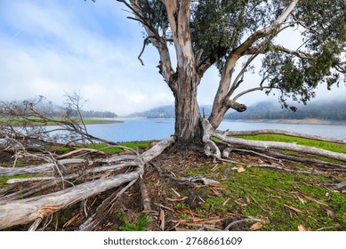 Large eucalyptus tree with twisted exposed roots overlooking Lexington Reservoir in Santa Clara County, California. Foggy morning atmosphere with calm water and green shoreline