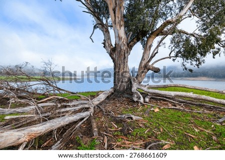 Large eucalyptus tree with twisted exposed roots overlooking Lexington Reservoir in Santa Clara County, California. Foggy morning atmosphere with calm water and green shoreline
