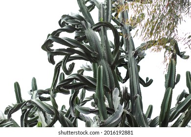 224 Cactus euphorbia ingens Images, Stock Photos & Vectors | Shutterstock