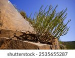 Large Euphorbia plant on the rock cliff at Botterkloof Pass between Clanwillam and Calvinia, Western Cape, South Africa