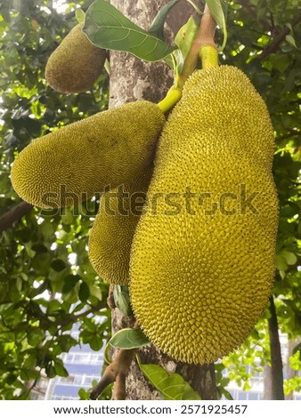 Large exotic fruit called Jaca that has an interesting texture and a strong smell
