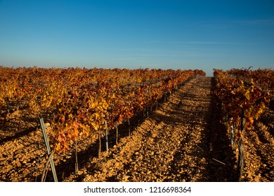 large expanses of vineyards