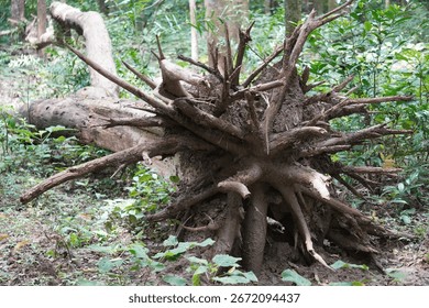 A large, exposed root system of a fallen or uprooted tree by storms - Powered by Shutterstock - Get 15% off with code: PIKWIZARD15