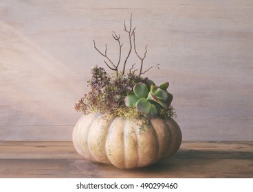 Large Fairytale Pumpkin Centerpiece Made With Various Succulent Plants. Vintage Camera Filter With Light Leak And Fade. 