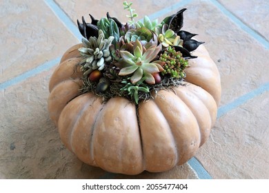 A large fairytale pumpkin topped with a variety of succulents and seed pods sits on a tiled floor