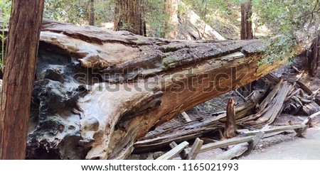 A large, fallen redwood tree in Armstrong Redwoods State Natural Reserve