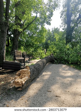 Large Fallen Tree Blocking Park Path After Severe Storm Damage