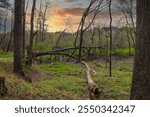 a large fallen tree in the forest surrounded by lush green trees, grass and plants with powerful clouds at sunset at Murphey Candler Park in Atlanta Georgia USA