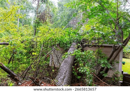 Large fallen tree has collapsed onto building, surrounded by dense greenery, following heavy rainfall, strong winds.