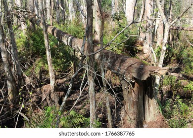 Large Fallen Tree Laying Between Other Trees