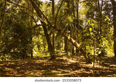 A large fallen tree lies across the forest, surrounded by small saplings in a sunlit area, showcasing the cycle of growth and decay in nature.
 - Powered by Shutterstock