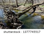 A large fallen tree over a crystal clear Pike River in Somers Wisconsin on a clear spring day in April. 