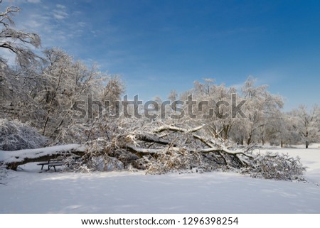 Large fallen tree in Rowntree Mill Park after December 2013 ice and snow storm Toronto