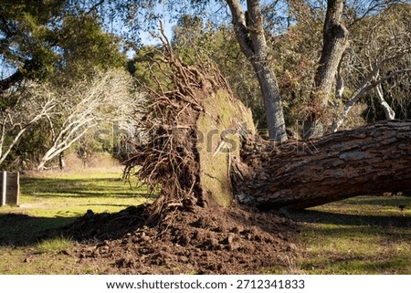 A large, fallen uprooted tree in a grassy park area, extensive root system visible, likely due to a recent strong storm, high winds, or saturated soil conditions. A large tree trunk lies on the ground