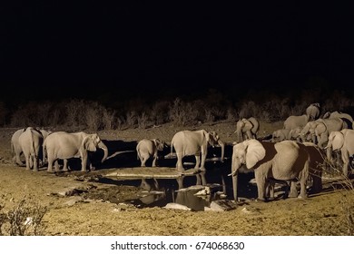 Large Family Of African Elephants At Water Edge. Night View Of The Moringa Waterhole Flooden By Light. Etosha National Park, Namibia.