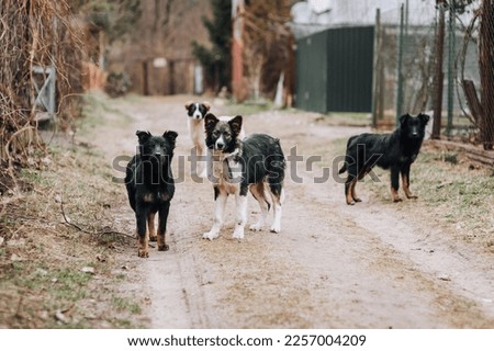 A large family, a pack of hungry, shy, curious dogs are walking outdoors in nature in the countryside. Animal photography.