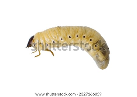 Large fat larva of the Maybug isolated on white background, top view