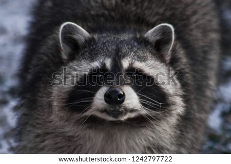 Similar – Die Raccoons Waschbär