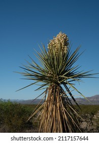 Large Faxon Yucca With Cream-colored Blooms And Mountain Range In The Background In Big Bend National Park, Texas